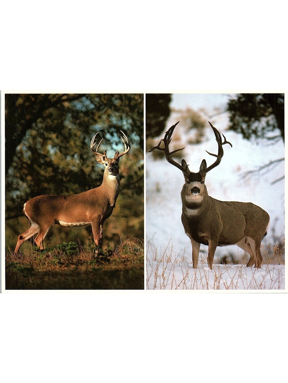 Vintage Postcard White Tail Deer Mule Deer North American Wildlife